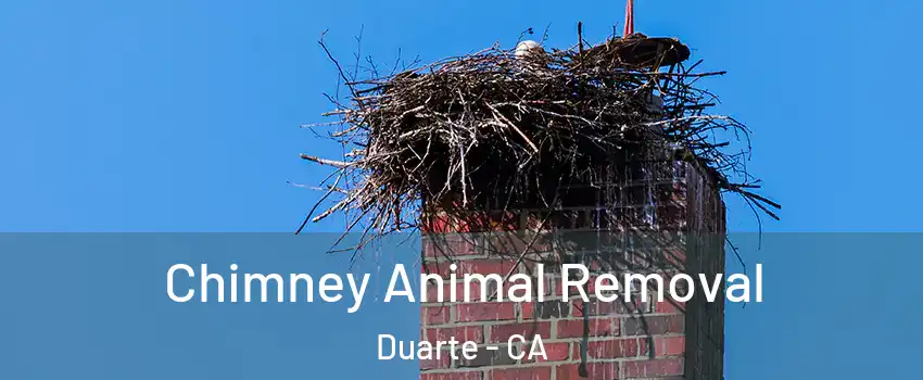  Chimney Animal Removal Duarte - CA