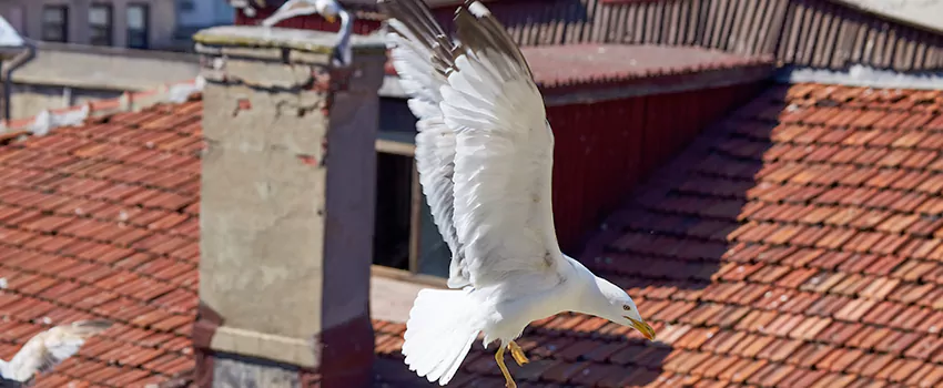 Residential Chimney Animal Removal Solution in Duarte, CA