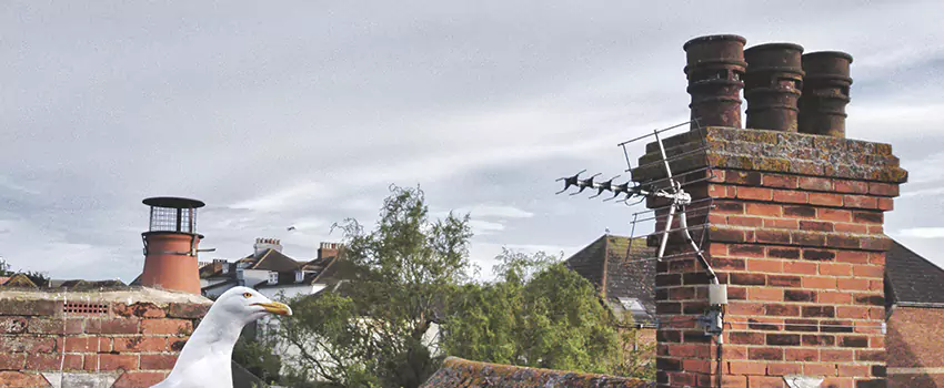Chimney Cleaning And Restoration in Duarte, California